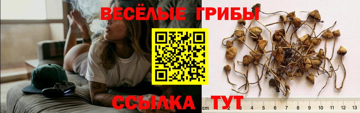 Конаково  Псилоцибиновые грибы MAGIC MUSHROOMS  Вход с VPN 